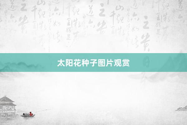 太阳花种子图片观赏
